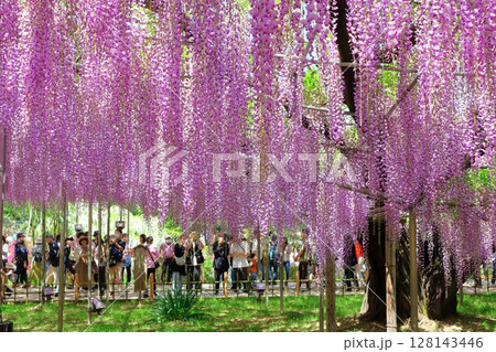 春4月 あしかがフラワーパーク 満開の藤棚 春4月 あしかがフラワーパーク 満開の藤棚 128143446