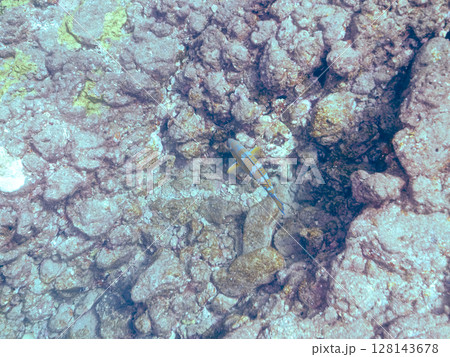 大きく美しいヒブダイ（ブダイ科）他。 ヒリゾ浜中木南伊豆町伊豆半島静岡県2024 128143678