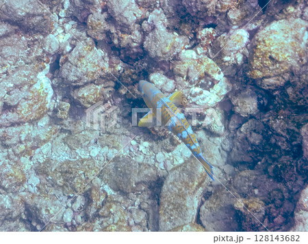 大きく美しいヒブダイ（ブダイ科）他。 ヒリゾ浜中木南伊豆町伊豆半島静岡県2024 128143682