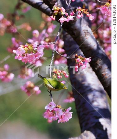 河津桜とメジロ 河津桜とメジロ 128143691
