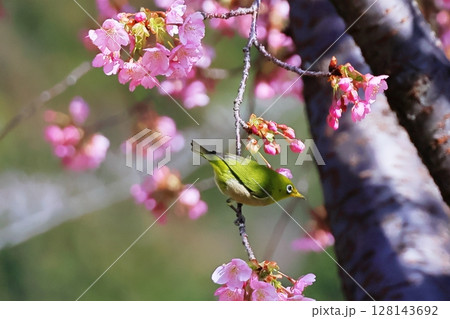 河津桜とメジロ 河津桜とメジロ 128143692