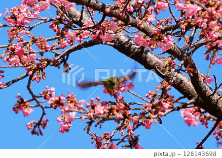 河津桜とメジロ 128143698