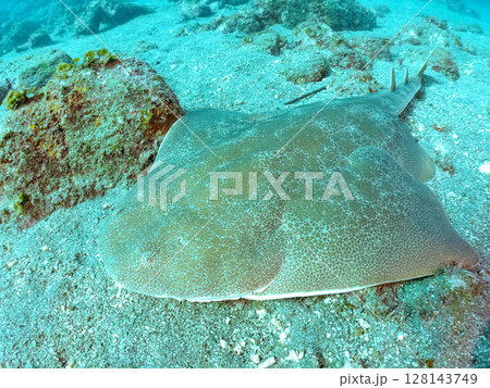 ゆったり泳ぐ, 大きく美しいカスザメ（カスザメ科）ヒリゾ浜中木南伊豆町伊豆半島静岡県2024 128143749