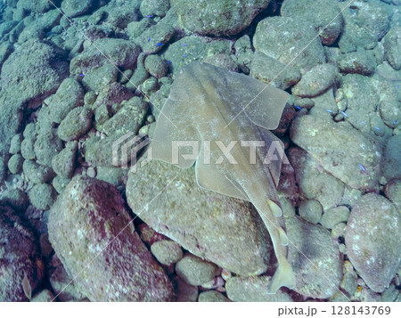 ゆったり泳ぐ, 大きく美しいカスザメ（カスザメ科）ヒリゾ浜中木南伊豆町伊豆半島静岡県2024 128143769