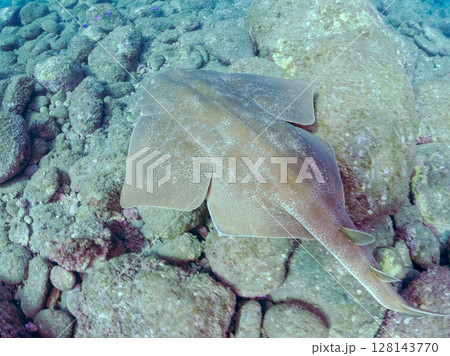 ゆったり泳ぐ, 大きく美しいカスザメ（カスザメ科）ヒリゾ浜中木南伊豆町伊豆半島静岡県2024 128143770