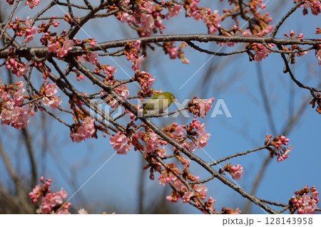 河津桜とメジロ 河津桜とメジロ 128143958