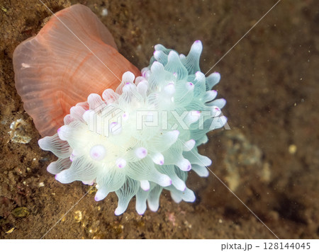 高海水温が続いているので白化して岩から離れ移動る。美しいサンゴイソギンチャク。ヒリゾ浜中木南伊豆町 128144045