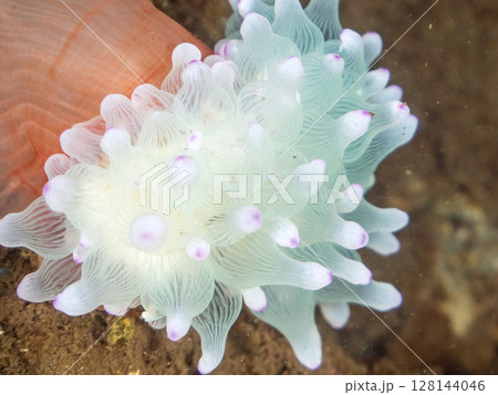 高海水温が続いているので白化して岩から離れ移動る。美しいサンゴイソギンチャク。ヒリゾ浜中木南伊豆町 高海水温が続いているので白化して岩から離れ移動る。美しいサンゴイソギンチャク。ヒリゾ浜中木南伊豆町 128144046