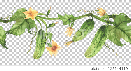 Cucumbers plant with leaves, flowers and tendril. Vegetable seamless border. Watercolor painted eco farming and gardening crop pattern for kitchen textile, product packaging. Isolated from background. 128144119