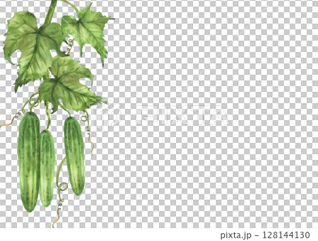 Cucumbers plant frame with green leaf, curling tendril, buds hanging on vine. Hand painted rustic watercolor botanical illustration of growing fruit for gardening, farming template isolated on white. 128144130