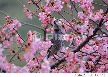 河津桜とメジロ 河津桜とメジロ 128144144