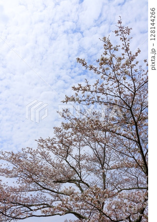 春の信州真田地域 信州の風景 春の信州真田地域 信州の風景 128144266