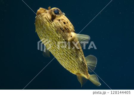 ハリセンボン　フグ 128144405