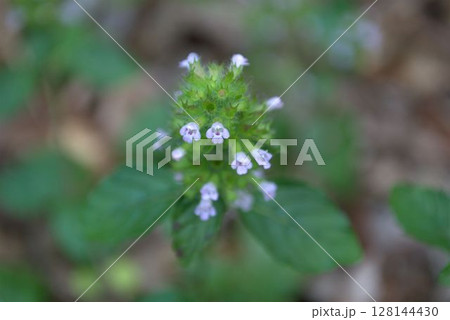 トウバナの花 トウバナの花 128144430