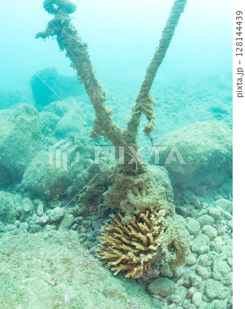 ミツボシクロスズメダイyg群れとエンタクミドリイシ ヒリゾ浜中木南伊豆町伊豆半島静岡県2024 128144439