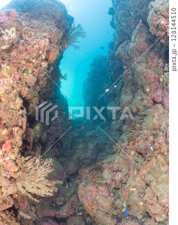 水中洞窟にいる、美しいオオスジイシモチ他の群れ。ヒリゾ浜中木南伊豆町伊豆半島静岡県2024 128144510