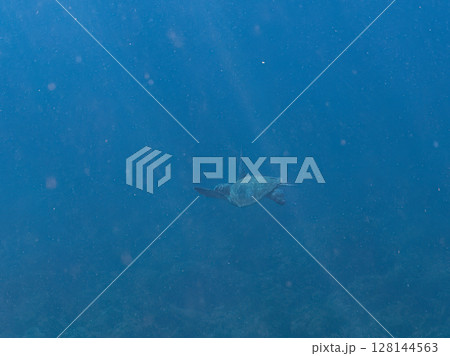 ゆったり泳ぐ美しく大きなアオウミガメ（ウミガメ科）。静岡県伊豆半島賀茂郡南伊豆町中木ヒリゾ浜2024 128144563