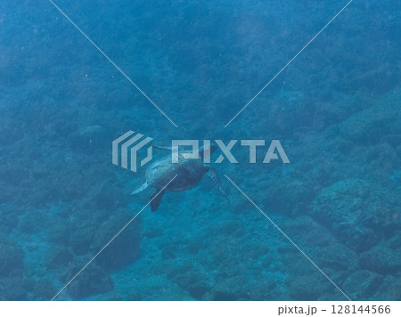 ゆったり泳ぐ美しく大きなアオウミガメ(ウミガメ科)。静岡県伊豆半島賀茂郡南伊豆町中木ヒリゾ浜2024 ゆったり泳ぐ美しく大きなアオウミガメ(ウミガメ科)。静岡県伊豆半島賀茂郡南伊豆町中木ヒリゾ浜2024 128144566