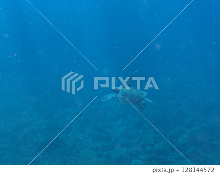 ゆったり泳ぐ美しく大きなアオウミガメ(ウミガメ科)。静岡県伊豆半島賀茂郡南伊豆町中木ヒリゾ浜2024 ゆったり泳ぐ美しく大きなアオウミガメ(ウミガメ科)。静岡県伊豆半島賀茂郡南伊豆町中木ヒリゾ浜2024 128144572