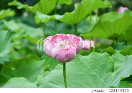 蓮の花 Lotus Flower 蓮の花 Lotus Flower 128144590