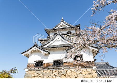 滋賀県彦根市　桜の花に彩られる国宝彦根城天守 128144881