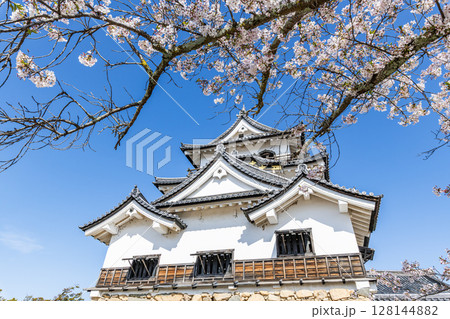 滋賀県彦根市 桜の花に彩られる国宝彦根城天守 滋賀県彦根市 桜の花に彩られる国宝彦根城天守 128144882