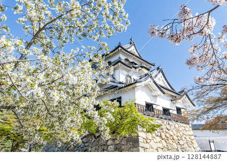 滋賀県彦根市 桜の花に彩られる国宝彦根城天守 滋賀県彦根市 桜の花に彩られる国宝彦根城天守 128144887