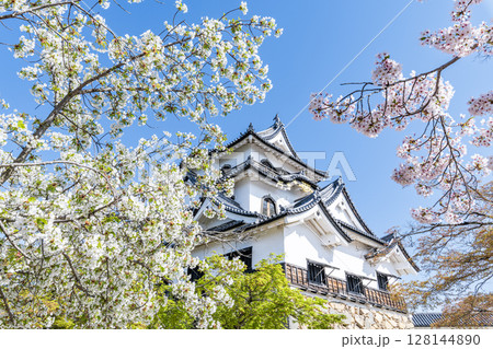 滋賀県彦根市 桜の花に彩られる国宝彦根城天守 滋賀県彦根市 桜の花に彩られる国宝彦根城天守 128144890