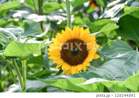 ヒマワリ「F1サンリッチオレンジ」Sunflower 128144891