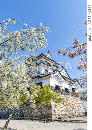 滋賀県彦根市 桜の花に彩られる国宝彦根城天守 滋賀県彦根市 桜の花に彩られる国宝彦根城天守 128144892