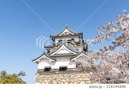 滋賀県彦根市　桜の花に彩られる国宝彦根城天守 128144896