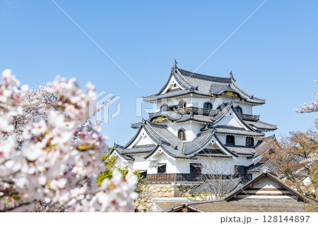 滋賀県彦根市　桜の花に彩られる国宝彦根城天守 128144897