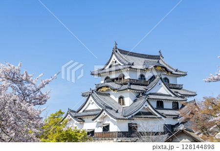 滋賀県彦根市　桜の花に彩られる国宝彦根城天守 128144898