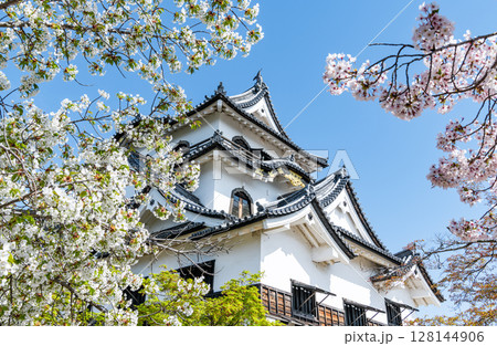滋賀県彦根市 桜の花に彩られる国宝彦根城天守 滋賀県彦根市 桜の花に彩られる国宝彦根城天守 128144906