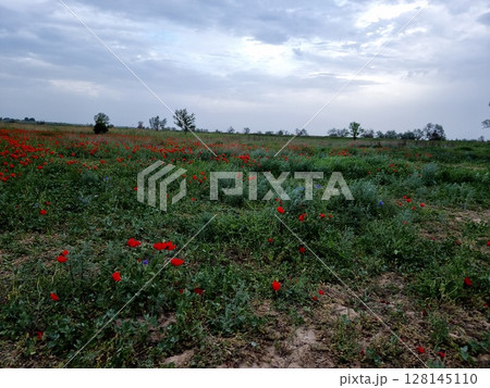 Red Poppies In The Spring 128145110