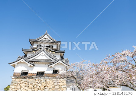 滋賀県彦根市 桜に彩られた快晴の彦根城天守 滋賀県彦根市 桜に彩られた快晴の彦根城天守 128145170
