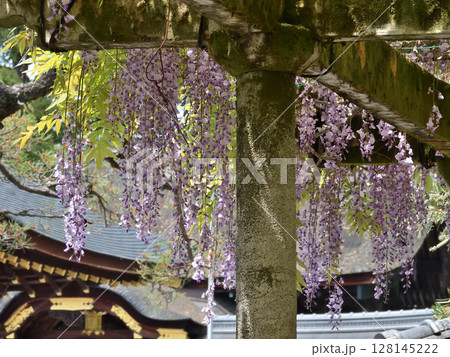 立木神社 藤棚 立木神社 藤棚 128145222