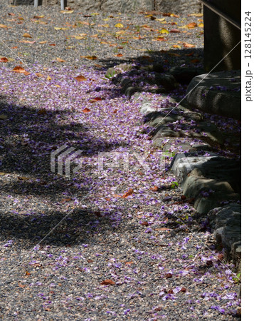 立木神社 藤棚 立木神社 藤棚 128145224