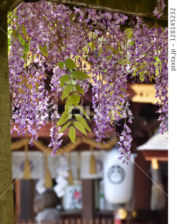 立木神社 藤棚 立木神社 藤棚 128145232