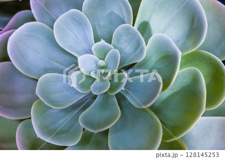 多肉植物エケベリア(フェイク) 多肉植物エケベリア(フェイク) 128145253
