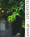 夏の庭に咲く緑色の葉 128145278