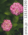 梅雨の晴れ間に咲く紫陽花 128145290