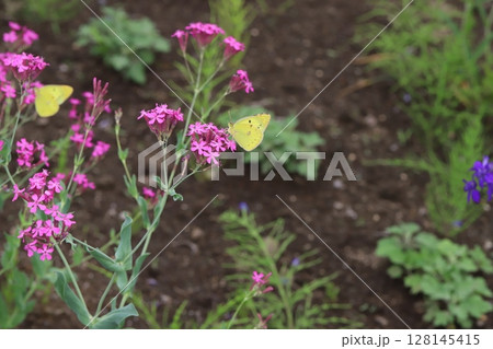 初夏の公園に咲くムシトリナデシコのピンク色の花の蜜を吸うモンキチョウ 初夏の公園に咲くムシトリナデシコのピンク色の花の蜜を吸うモンキチョウ 128145415