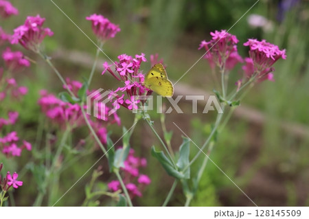 初夏の公園に咲くムシトリナデシコのピンク色の花の蜜を吸うモンキチョウ 128145509