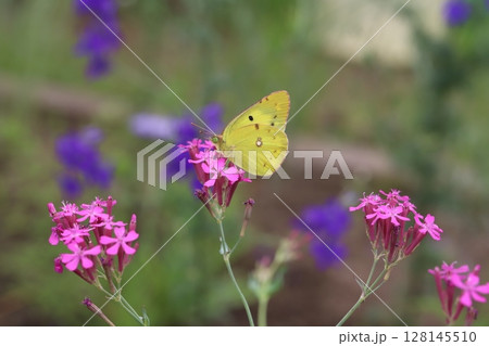 初夏の公園に咲くムシトリナデシコのピンク色の花の蜜を吸うモンキチョウ 初夏の公園に咲くムシトリナデシコのピンク色の花の蜜を吸うモンキチョウ 128145510
