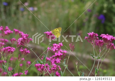 初夏の公園に咲くムシトリナデシコのピンク色の花の蜜を吸うモンキチョウ 128145511