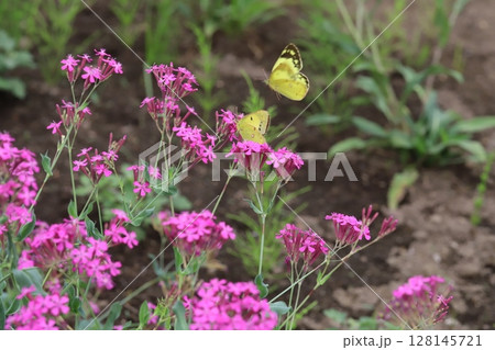 初夏の公園に咲くムシトリナデシコのピンク色の花の蜜を吸うモンキチョウ 128145721