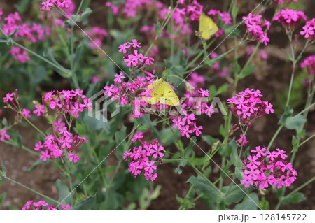 初夏の公園に咲くムシトリナデシコのピンク色の花の蜜を吸うモンキチョウ 128145722