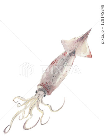 水彩で描いたシンプルなスルメイカのイラスト素材【手描き】白バック 透過背景 コピースペースあり 128145848