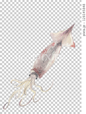 用水彩 [手繪] 在白色背景上繪製的魷魚的簡單插圖，透明背景，有可用的複製空間 128145848